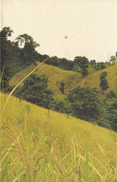 পাহাড়ি ফসল